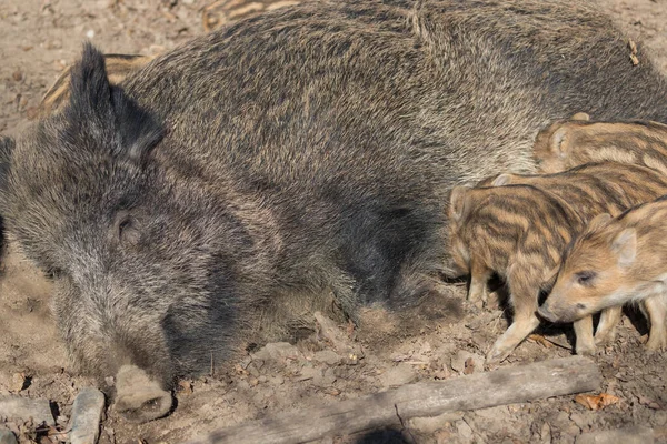 Wilde Zwijnen Sus Scrofa Het Bos Door Zijn Natuurlijke Habitat — Stockfoto