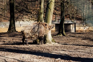 Yaban domuzu - Sus scrofa - ormanda ve doğal ortamında. Vahşi doğanın fotoğrafı..