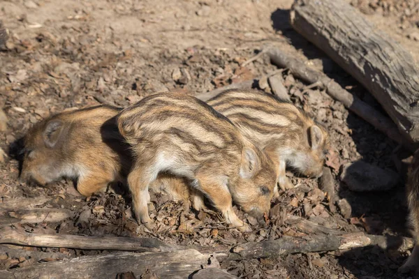 野生野猪 Sus Scrofa 在森林和它的自然栖息地 野生生物照片 — 图库照片