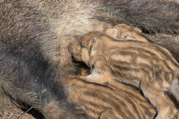 Cinghiale Sus Scrofa Nella Foresta Dal Suo Habitat Naturale Foto — Foto Stock