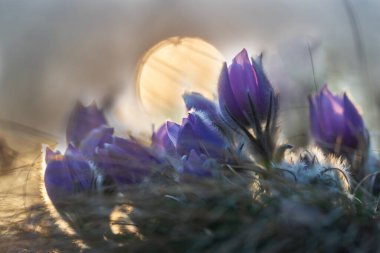 Bahar tarlasında paska çiçekleri. Fotoğraf: Pulsatilla grandis ve güzel bokeh..