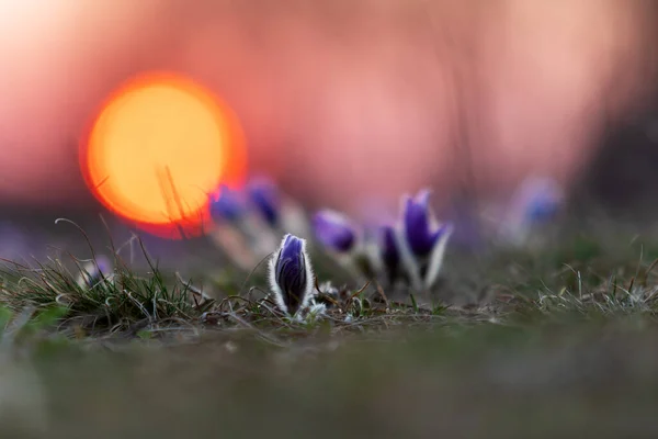 Flores Pascuales Campo Primavera Foto Pulsatilla Grandis Con Buen Bokeh — Foto de Stock