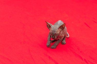 Sphynx kedisi - iki aylık küçük bir kedi yavrusu. Kılsız kedi cins