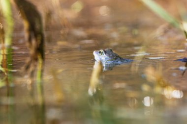 Mavi kurbağa - Çiftleşme zamanında suda Rana arvalis. Doğadan vahşi bir fotoğraf. Fotoğrafta güzel bir bokeh var. Bir kurbağa görüntüsü suya yansıyor..