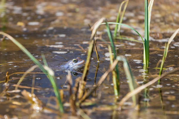 Blue frog - Rana arvalis in water at mating time. Wild photo from nature. The photo has a nice bokeh. The image of a frog is reflected in the water.