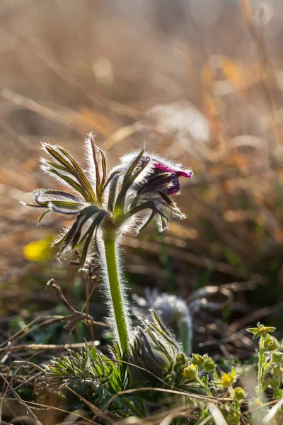 Άνοιξη Μοβ Λουλούδι Στο Λιβάδι Grasshopper Pulsatilla Pratensis — Φωτογραφία Αρχείου