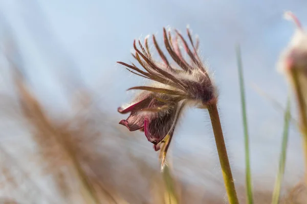 Çayırda Bahar Mor Çiçeği Çekirge Pulsatilla Pratensis — Stok fotoğraf