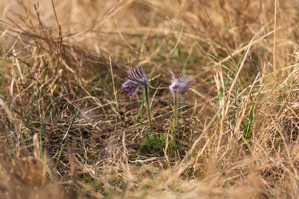 Frühling Lila Blume Auf Der Wiese Heuschrecke Pulsatilla Pratensis — Stockfoto