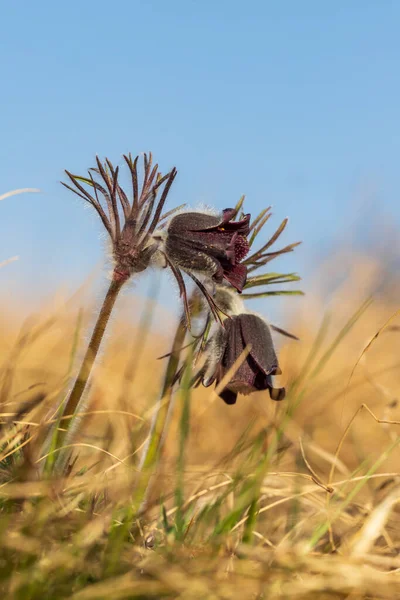 Çayırda Bahar Mor Çiçeği Çekirge Pulsatilla Pratensis — Stok fotoğraf