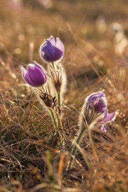 Bahar tarlasında paska çiçekleri. Fotoğraf: Pulsatilla grandis ve güzel bokeh..