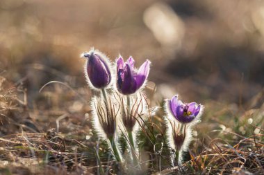 Bahar tarlasında paska çiçekleri. Fotoğraf: Pulsatilla grandis ve güzel bokeh..