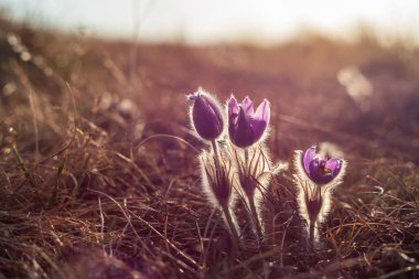 Bahar tarlasında paska çiçekleri. Fotoğraf: Pulsatilla grandis ve güzel bokeh..