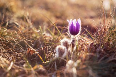 Bahar tarlasında paska çiçekleri. Fotoğraf: Pulsatilla grandis ve güzel bokeh..