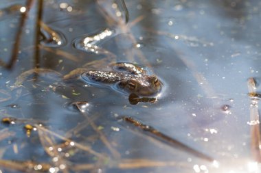Yeşil kurbağa, sazlıkların arasında, göletin yüzeyinde yatıyor..