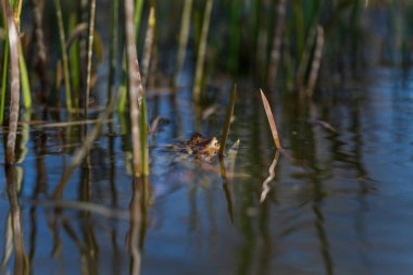 Yeşil kurbağa, sazlıkların arasında, göletin yüzeyinde yatıyor..