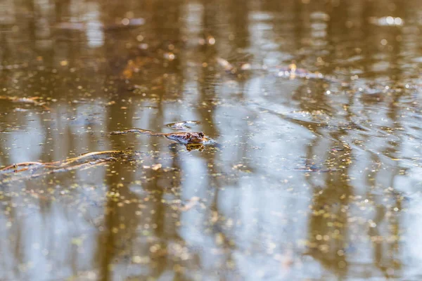 緑の頭は葦の間の池の表面にあります — ストック写真