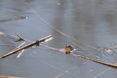 Doğal ortamında büyük yeşil bir kurbağa. Suda amfibi. Güzel kurbağa..