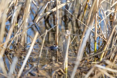 Mavi Kurbağa - Çiftleşme sırasında Rana arvalis suda. Doğadan vahşi bir fotoğraf. Fotoğrafta güzel bir bokeh var..