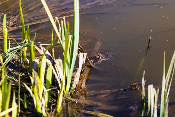 一种生活在自然栖息地的绿色大青蛙 两栖动物在水里漂亮的蛤蟆蛙 — 图库照片