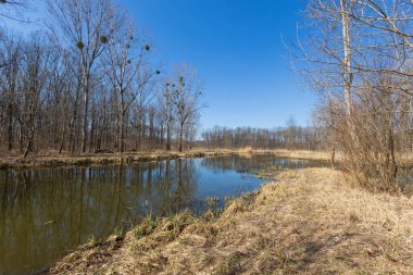 Suyla bahar manzarası. Söğütler suyun etrafında yetişir.