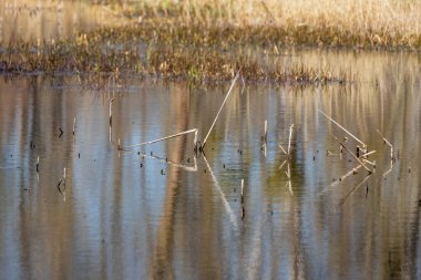 Sel yatağı ormanı ve söğüt ağacı. Su ağaçların etrafında akar. Manzara batan güneşle aydınlanır..