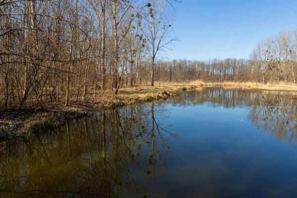 Suyla bahar manzarası. Söğütler suyun etrafında yetişir.