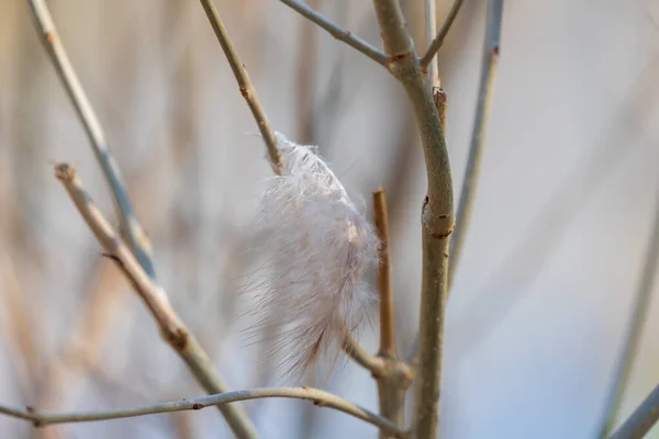 Auenwald Und Weiden Salix Caprea Wasser Fließt Die Bäume Herum — Stockfoto