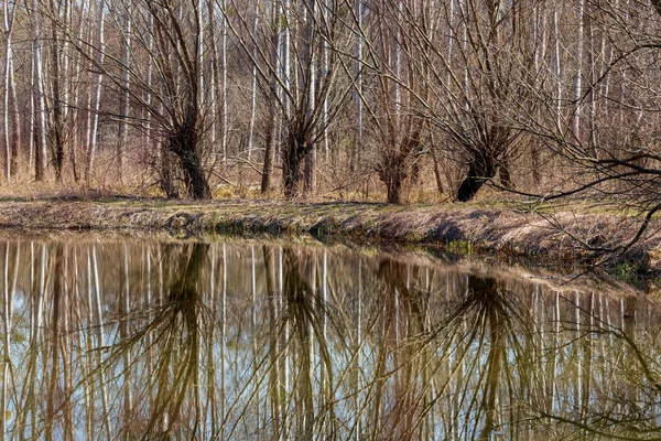 Les Vrba Salix Caprea Voda Teče Kolem Stromů Krajina Ozářena — Stock fotografie