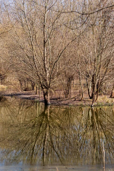 Floresta Várzea Salgueiro Salix Caprea Água Flui Redor Das Árvores — Fotografia de Stock