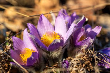Bahar tarlasında paska çiçekleri. Fotoğraf: Pulsatilla grandis ve güzel bokeh..