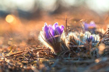 Bahar tarlasında paska çiçekleri. Fotoğraf: Pulsatilla grandis ve güzel bokeh..