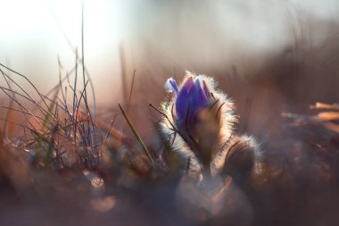 Bahar tarlasında paska çiçekleri. Fotoğraf: Pulsatilla grandis ve güzel bokeh..