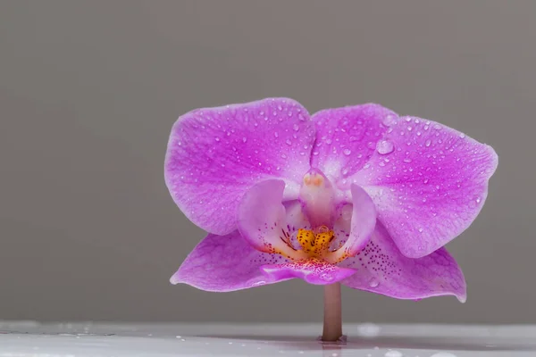 Розовый Цветок Орхидеи Фон Серый — стоковое фото