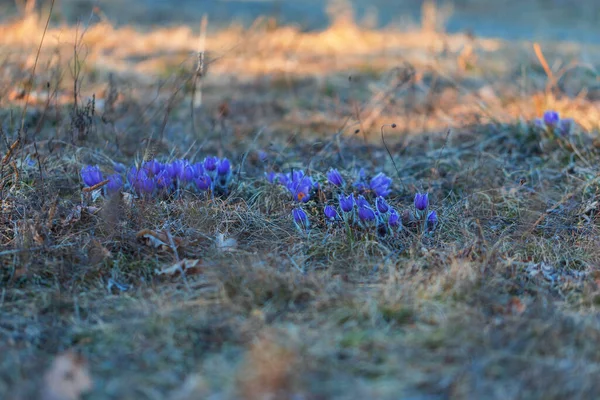 Pasque Flowers Spring Field Photo Pulsatilla Grandis Nice Bokeh — Stock Photo, Image