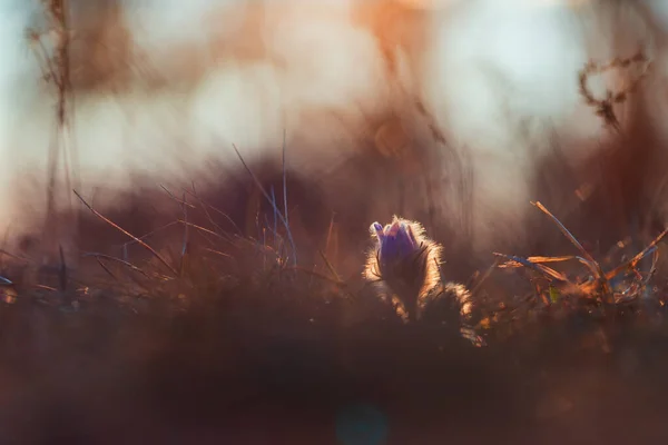 Pasque Flowers Spring Field Photo Pulsatilla Grandis Nice Bokeh — Stock Photo, Image