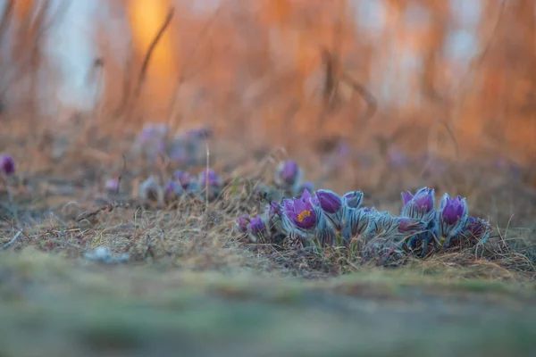 Pasque Kwiaty Polu Wiosennym Zdjęcie Pulsatilla Grandis Ładnym Bokeh — Zdjęcie stockowe