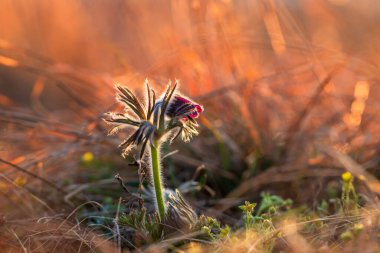 Çayırda bahar mor çiçeği - Çekirge - Pulsatilla pratensis gün batımında.