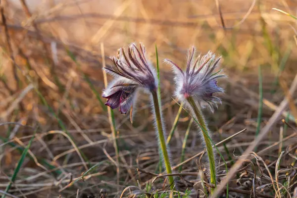 Primavera Flor Púrpura Prado Grasshopper Pulsatilla Pratensis Atardecer — Foto de Stock