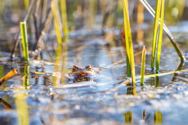 Doğal ortamında büyük yeşil bir kurbağa. Suda amfibi. Güzel kurbağa. Güzel şaka..