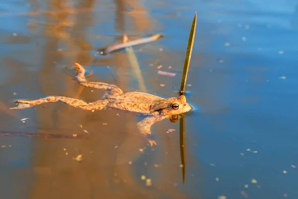 Ein Großer Grüner Frosch Seinem Natürlichen Lebensraum Amphibien Wasser Schöner — Stockfoto