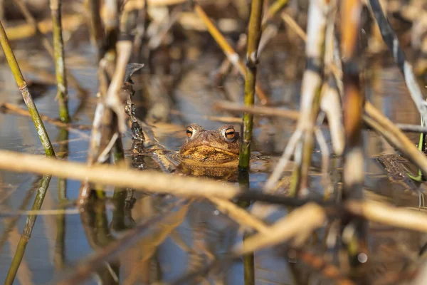 Ein Großer Grüner Frosch Seinem Natürlichen Lebensraum Amphibien Wasser Schöner — Stockfoto