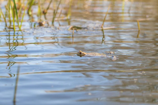 A large green frog in its natural habitat. Amphibian in water. Beautiful toad frog. Nice bokeh.