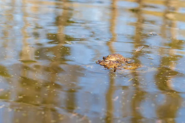 Uma Grande Verde Seu Habitat Natural Anfíbio Água Lindo Sapo — Fotografia de Stock