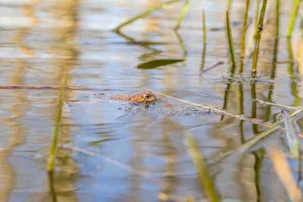 Doğal Ortamında Büyük Yeşil Bir Kurbağa Suda Amfibi Güzel Kurbağa — Stok fotoğraf