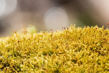 Çayırdaki bahar manzarası. Güzel arka plan..