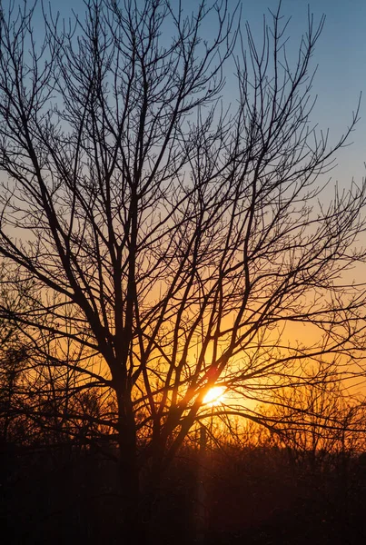 Abendliche Landschaft Die Sonne Scheint Auf Die Äste Eines Baumes — Stockfoto