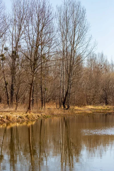Forêt Saule Des Plaines Inondables Salix Caprea Eau Coule Autour — Photo