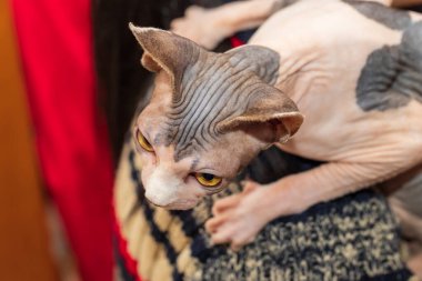 Sphynx - egzotik görünümlü kedi. Kılsız yetişkin bir kedi kırmızı bir yastığa oturur..