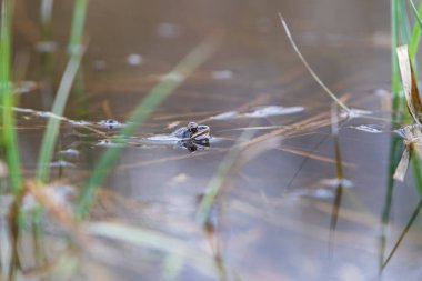 Mavi Kurbağa-Kurbağa Arvalis bir bataklığın yüzeyinde. Vahşi doğanın fotoğrafı.