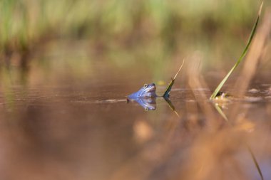 Mavi Kurbağa-Kurbağa Arvalis bir bataklığın yüzeyinde. Vahşi doğanın fotoğrafı.